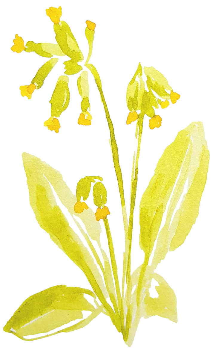 Krasoinkoust – Petrklíč, zelený, 30 ml | na kaligrafii i akvarel Krasopiska