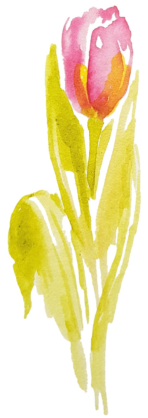 Krasoinkoust – Tulipán, sytě růžový, 30 ml |na kaligrafii i akvarel Krasopiska