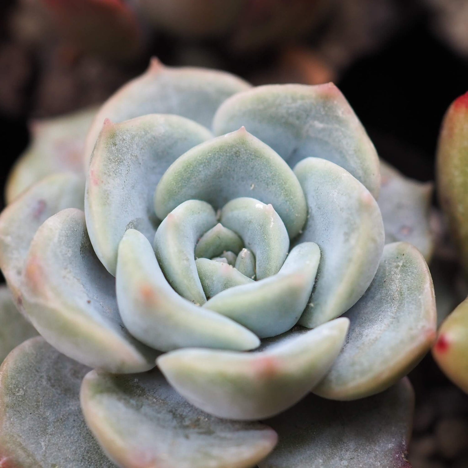 Echeveria Minima